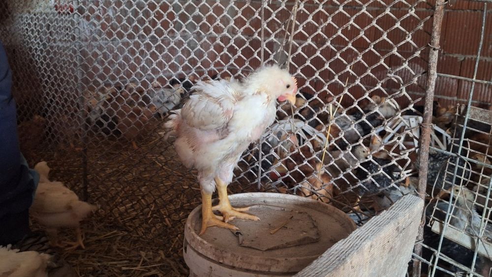 Vând pui albi peste 1 kg