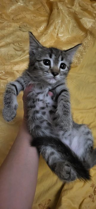 Подарю двух котят