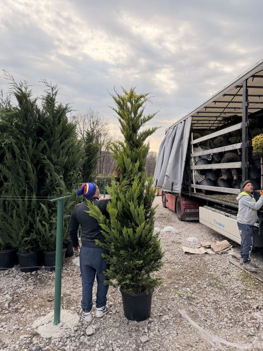 Leylandii gold rider