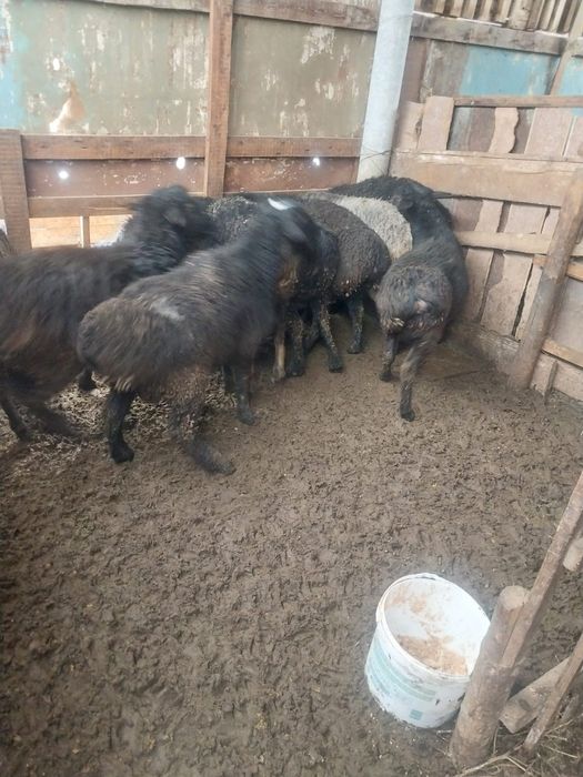 11бас кошкарлар семиз сатылады