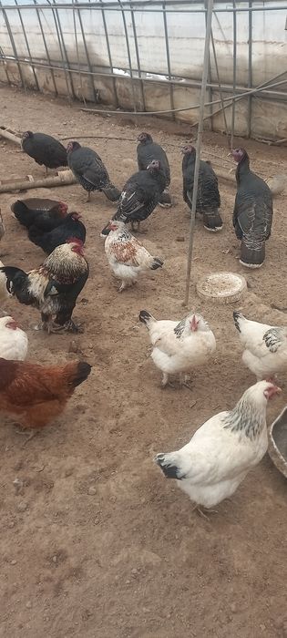 Тауық қораз сатамын