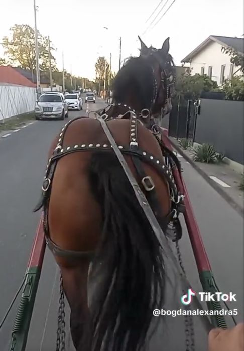 Cal castrat 6 ani garantat