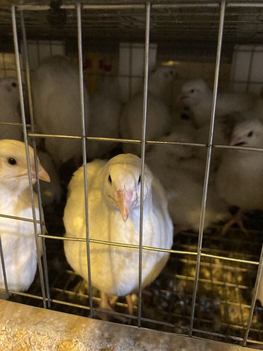 Инкубационое яйцо перепела