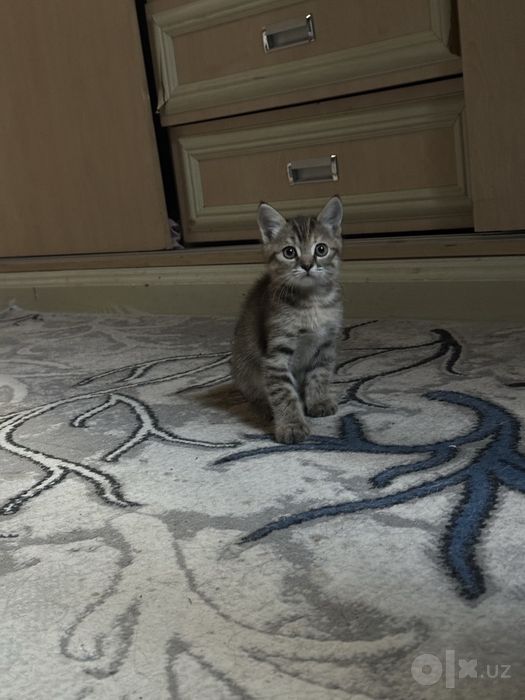 Ласковый котенок ищет любящую семью