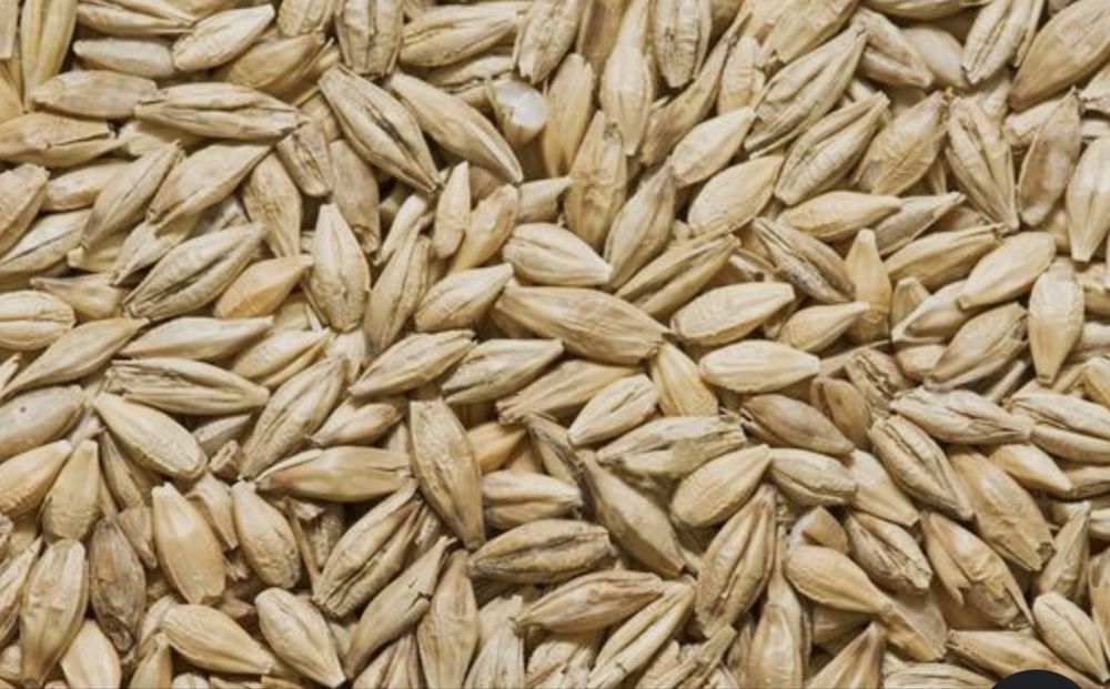 Vând triticale si orz recolta 2026 pentru mai multe detali sunati la numaru de telefon 0759940685 sau 0740097459