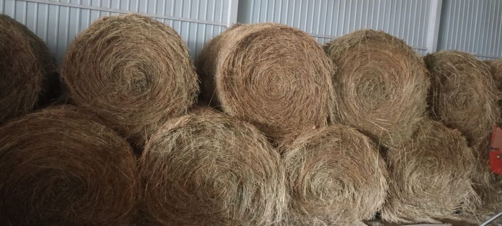 Vând baloți lucernă/fân