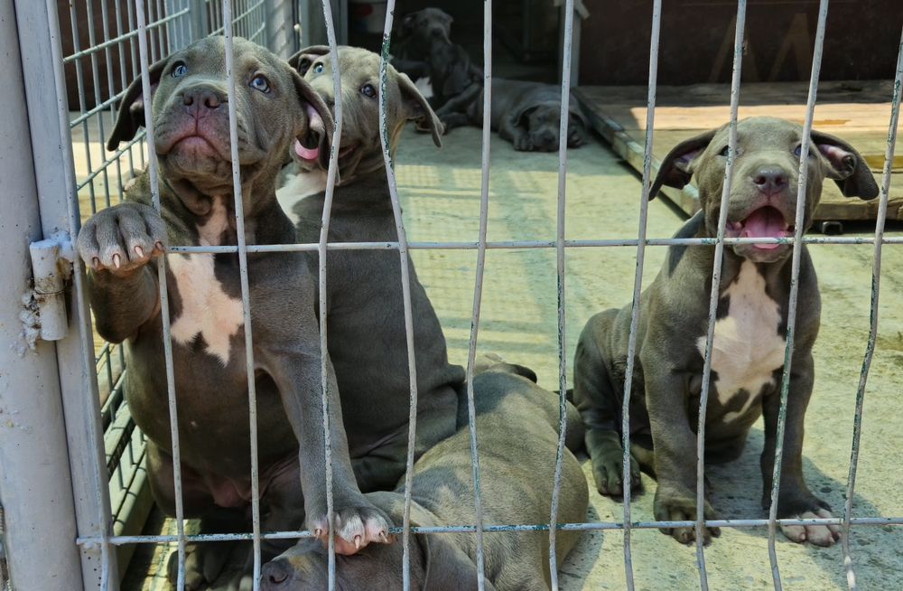 ТОП Американско були хл American bully xl ABKC