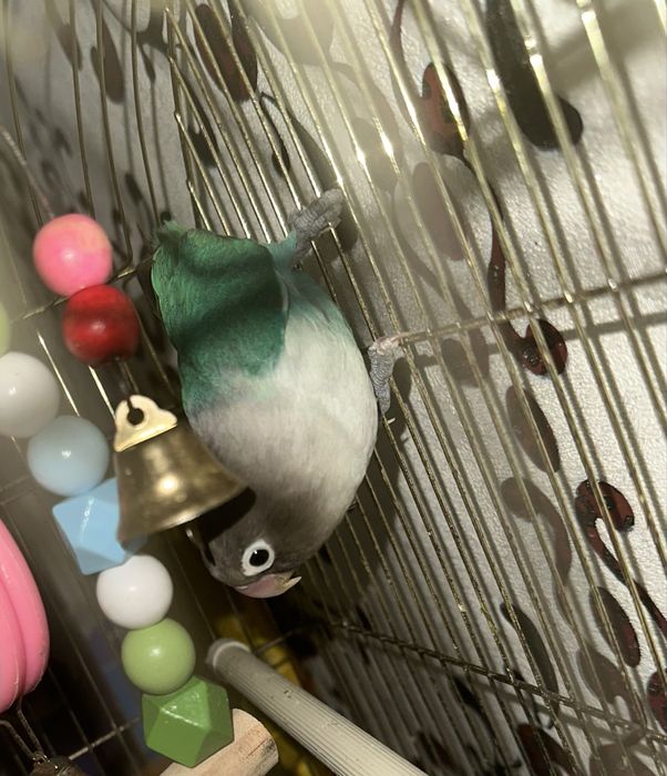 Попугай Неразлучник