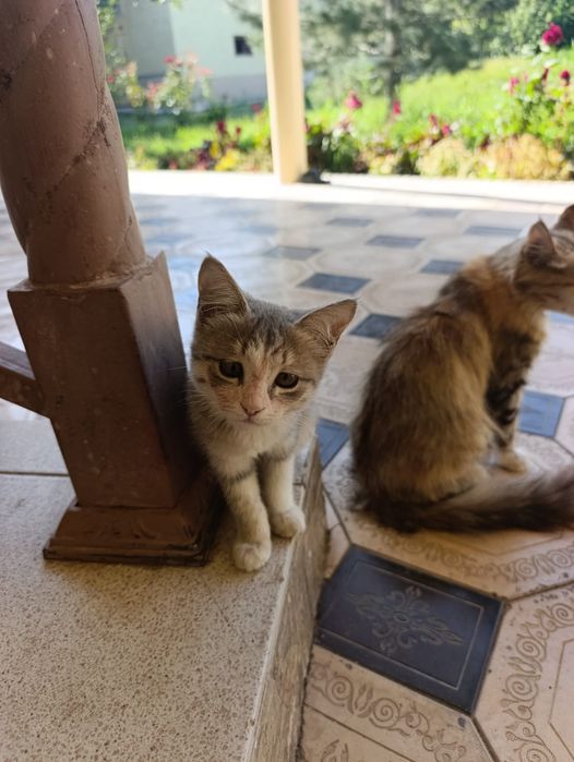 Домашние кошки ю