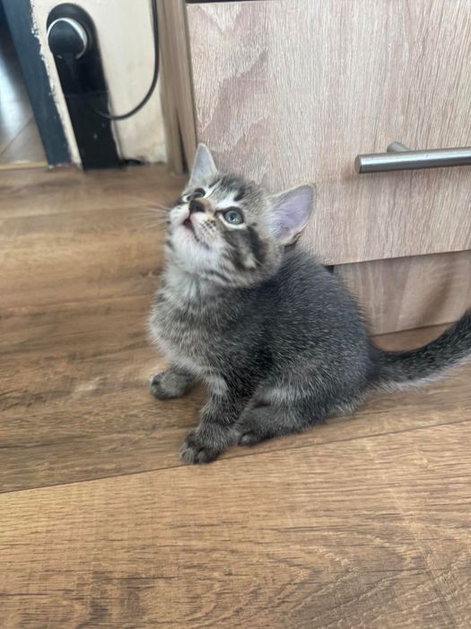 Котенца Британки