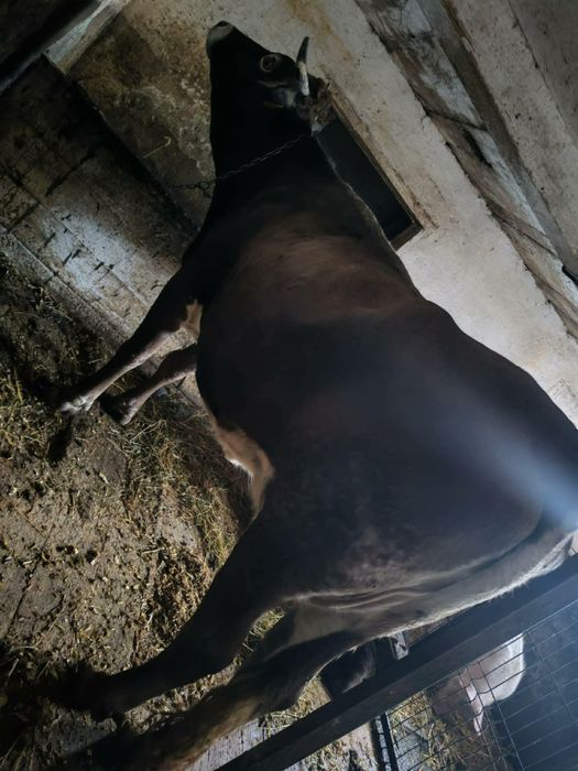 De vânzare vaca brună