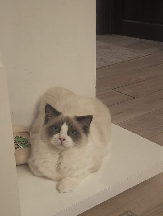 Motanel Ragdoll cu pedigree