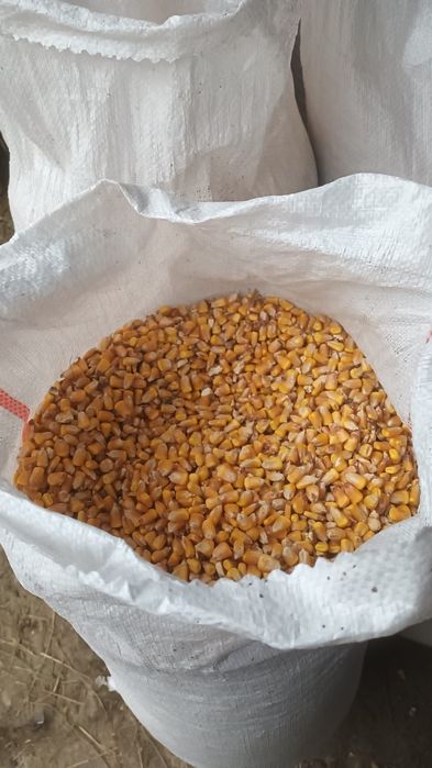 Vând porumb boabe