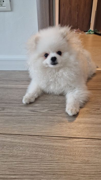 Pomeranian cu certificat de origine  pedigree