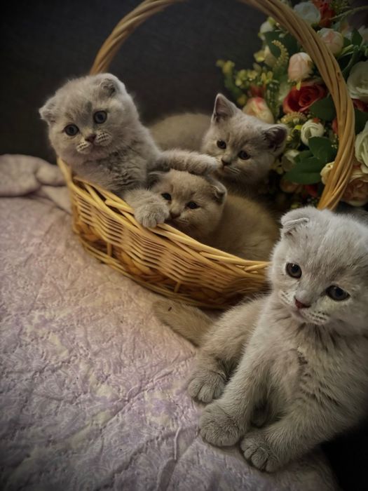 Малки клепоухи пухчета