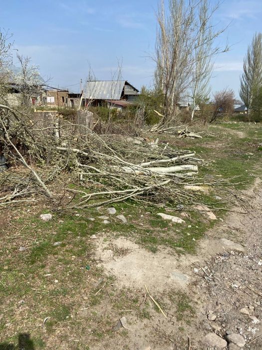 отдам дрова много