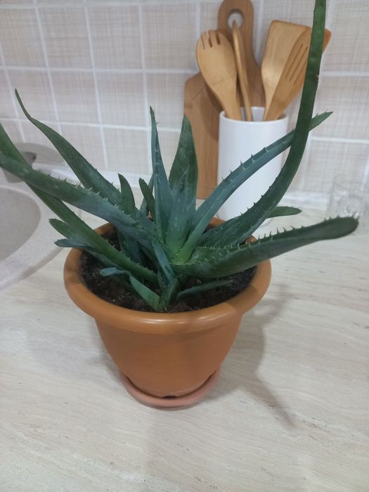 Продам.     алоэ