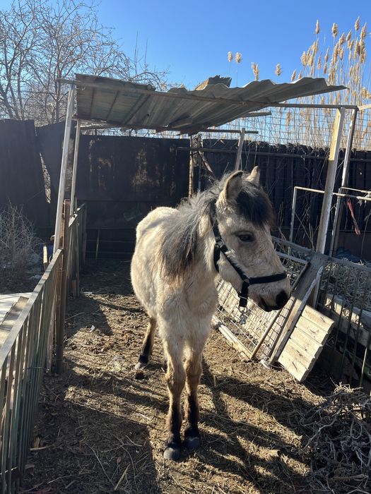 Жабагы мінгі жуас