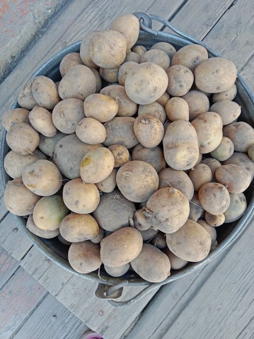 Продам картофель домашний (мелкий)