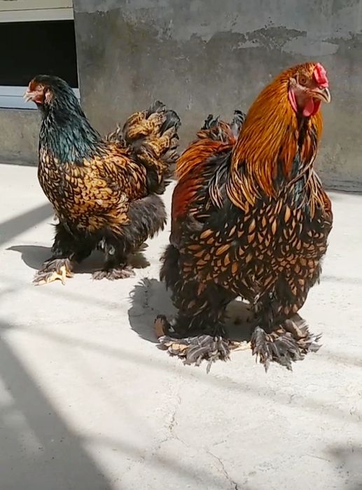 ZOLOTA brama TUXM JOJASI 1 oyligacham