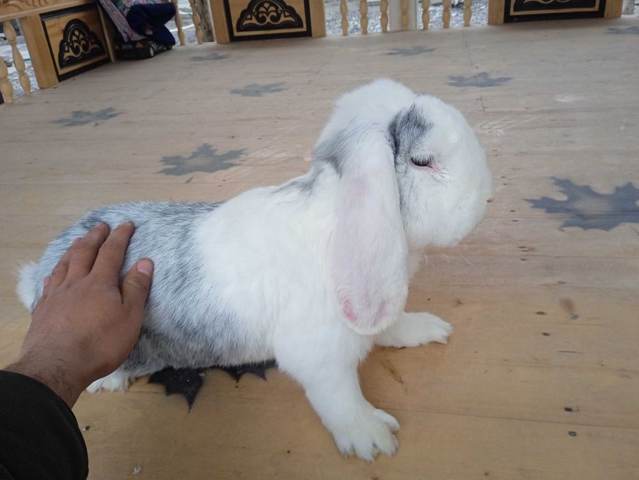 Баранин Макфи Тоза кон