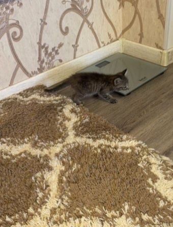 Отдам скотят в хорошие руки
