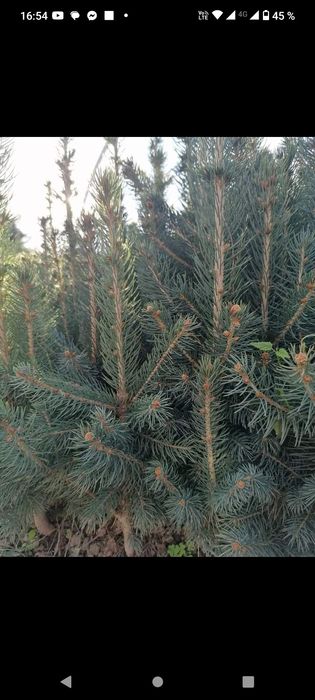 puieți forestieri pentru ampadurire pentru terenurile degradate