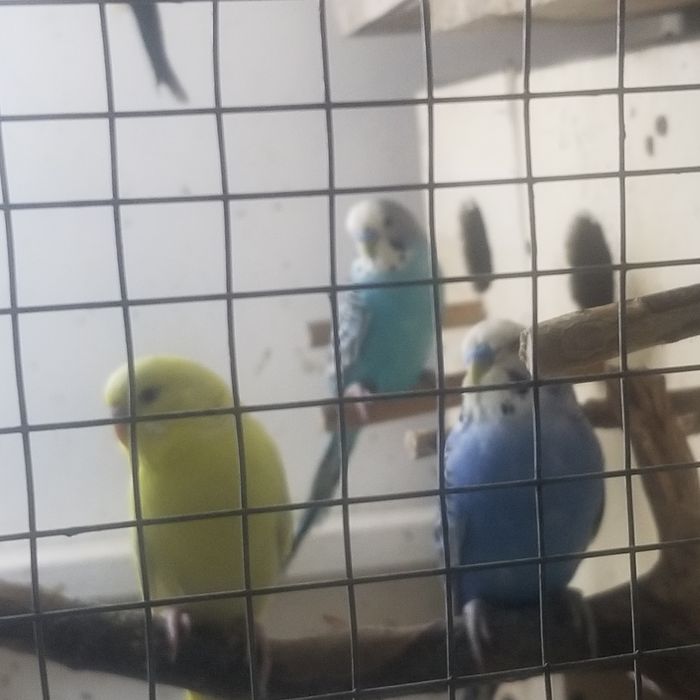 Продлю волнистых попугай есть взрослые и молодые