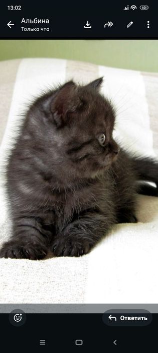 Британцы 1,5месяцев..Приученны.