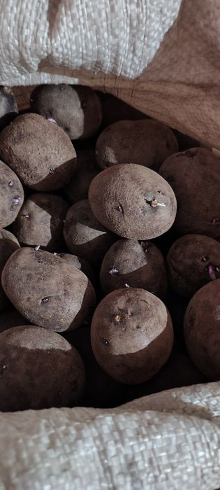 Семенной картофель