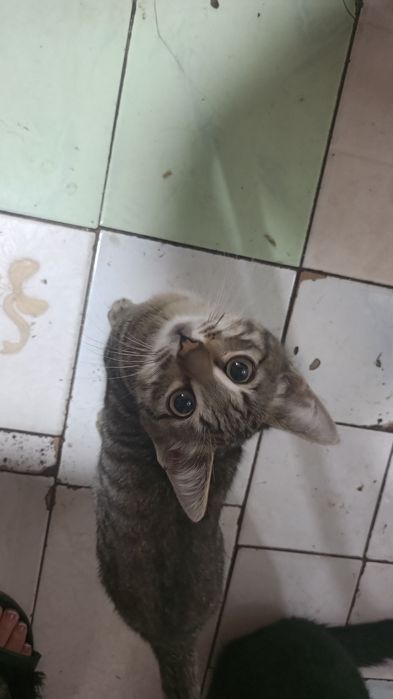 Котята в добрые ручки