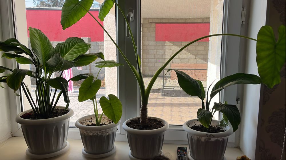 Комнатные растение