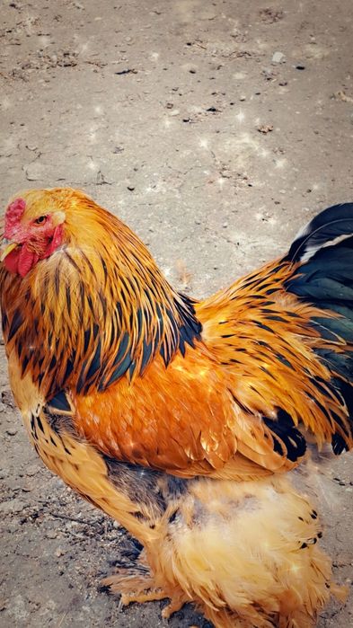 Vînd cocoș rasa BRAHMA pentru montă
