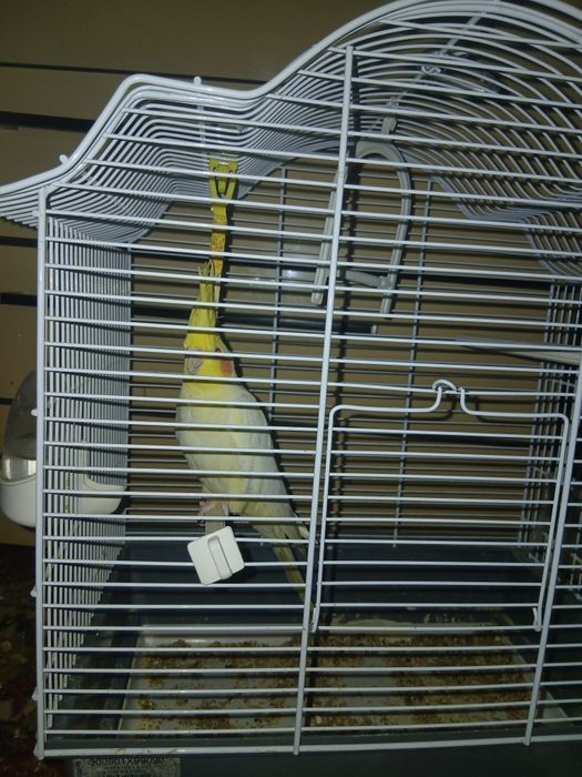 Pasăre Nimfă de vânzare