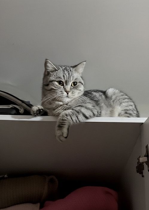 Шотландская кошка в добрые руки