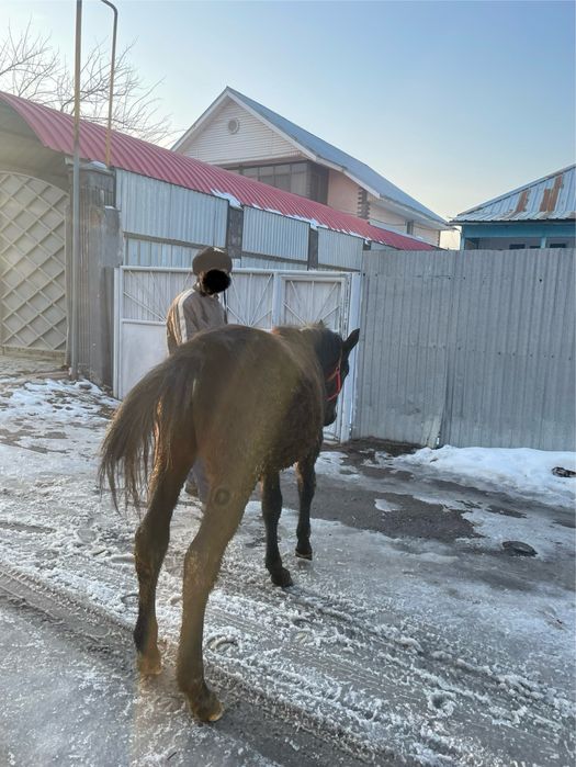 Продам Жеребенка