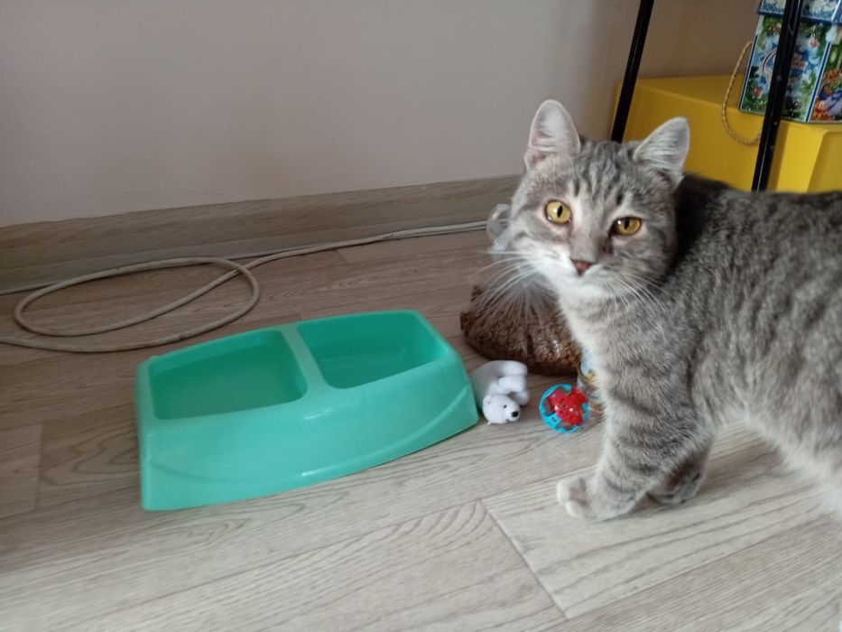 Супер-котенок в добрые руки