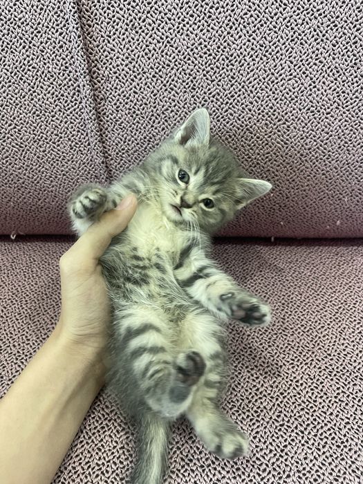 Продам породистих котят