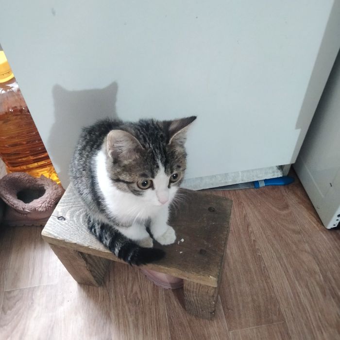 Отдам катонка даром