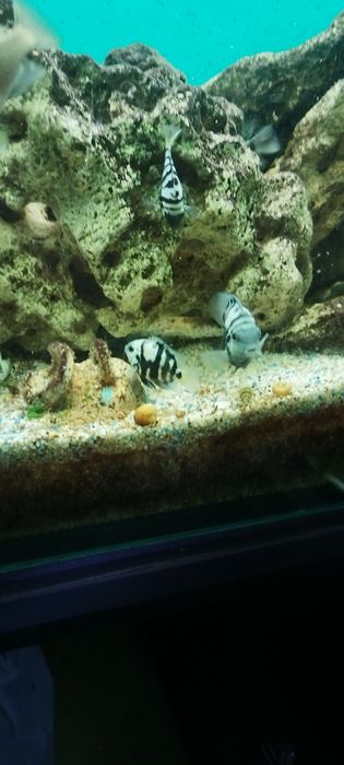 Чифтове Зебровидни цихлиди