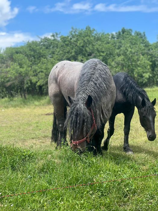 Vând sau schimb cu animale(vaci vitei,,)