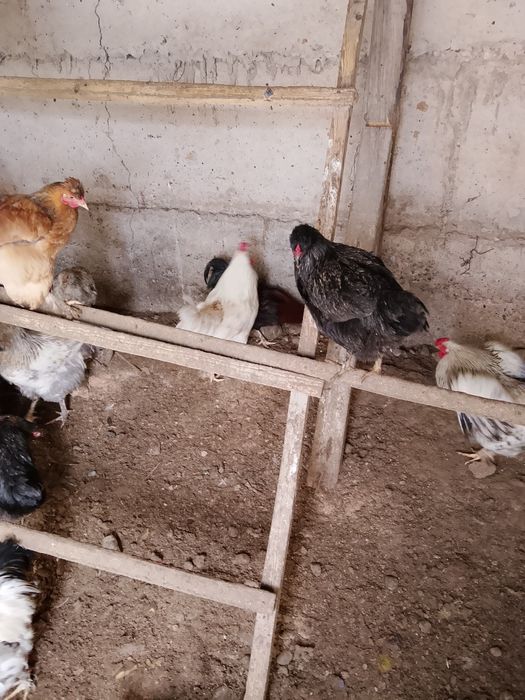 Продаю молодых петухов