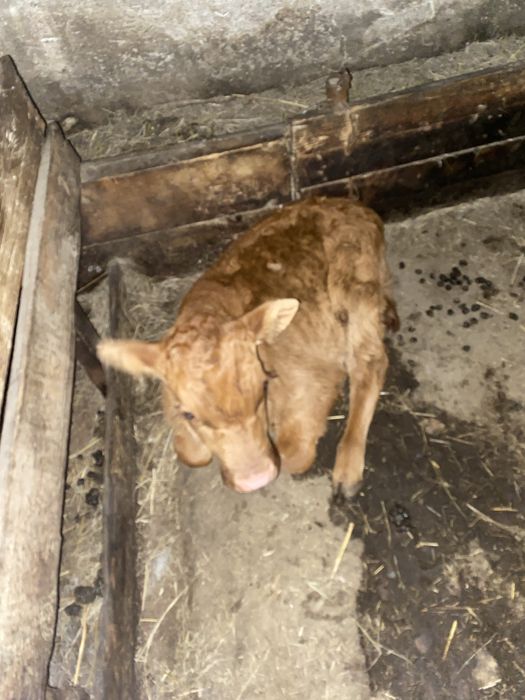 Карова с телёнкой и бычок