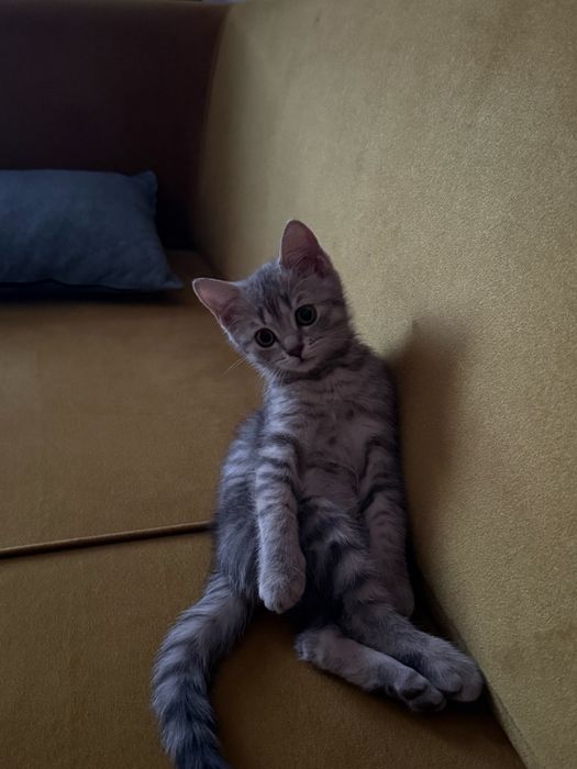 Британский котёнок ищет новый дом.