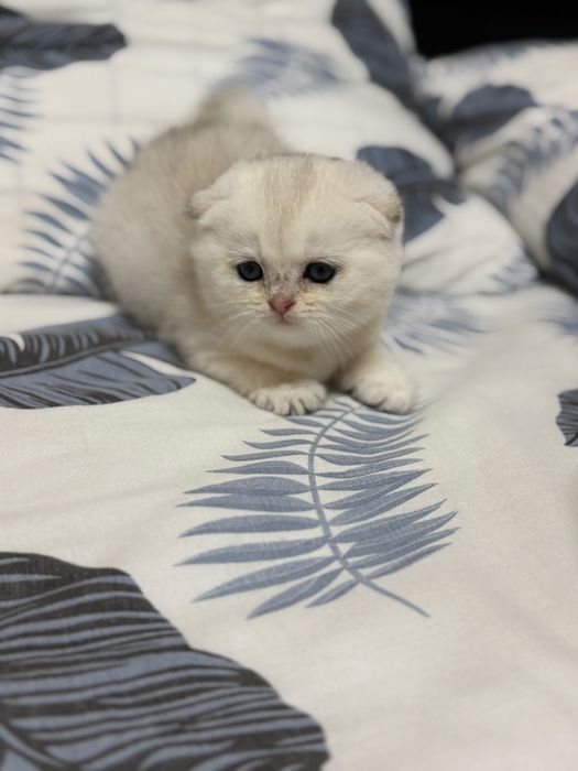 Продаётся котёнок серебрянная шиншилла!