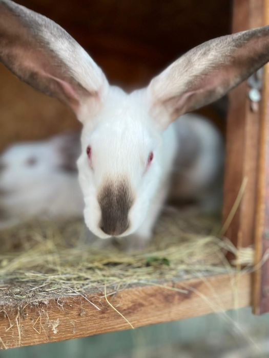 Продам кроликов  от 2000 и  8000