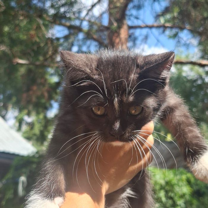 Отдам котят в добрые руки