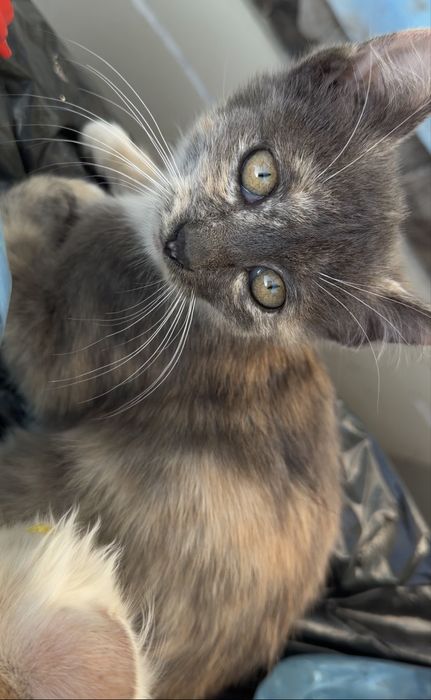 Срочно отдам сладких котят