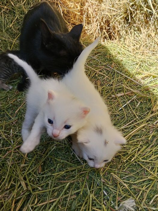 Котята в добрые руки бесплатно