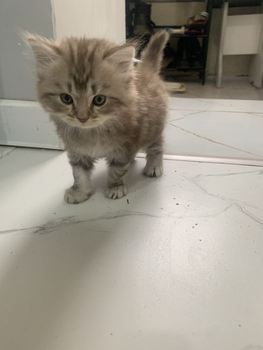 Проадется котенок пародистая